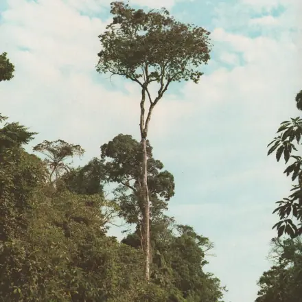 Foto de Pau-marfim