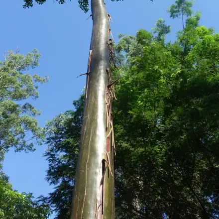 Foto de Pau-mulato