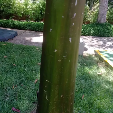 Foto de Pau-mulato