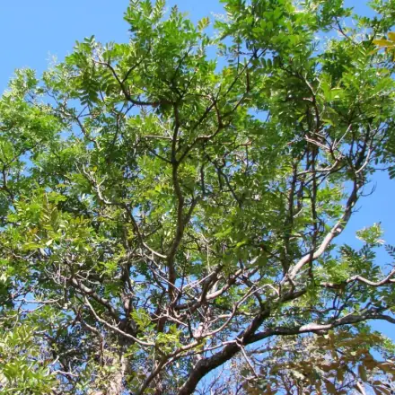 Foto de Pau-paraíba