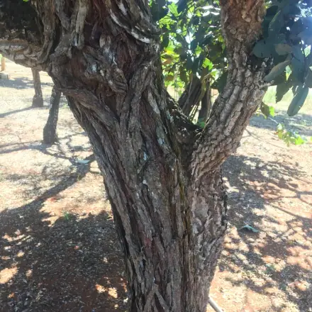 Foto de Pau-terra-grande