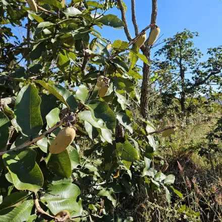 Foto de Pau-terra-grande