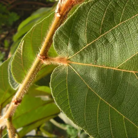 Foto de Pente-de-macaco