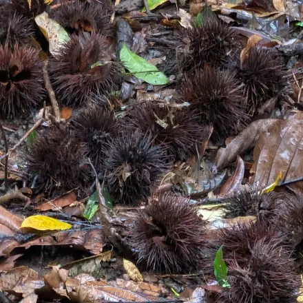 Foto de Pente-de-macaco