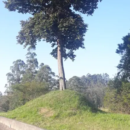 Foto de Peroba-rosa