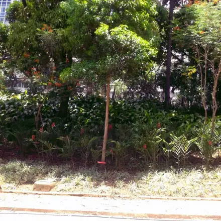Foto de Peroba-rosa