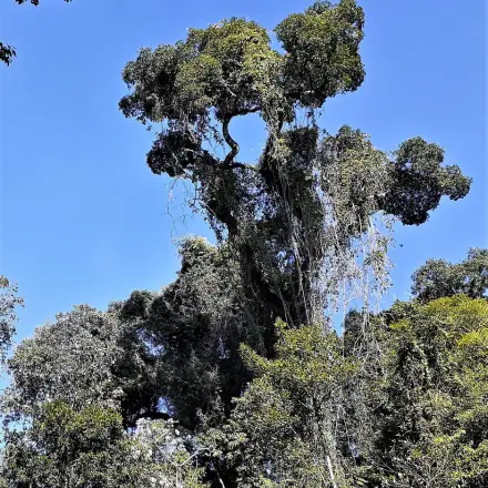 Foto de Peroba-rosa