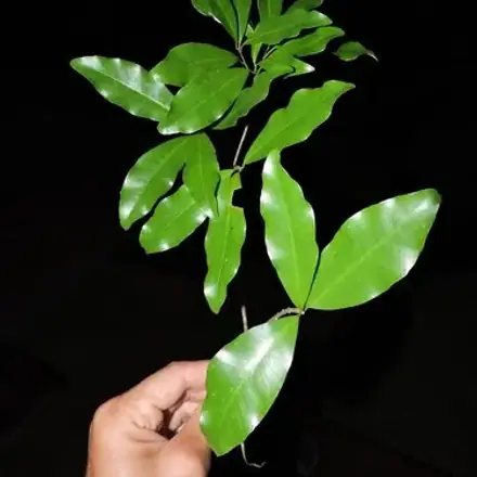Foto de Peroba-vermelha