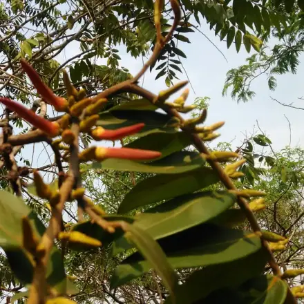 Foto de Pimenta-de-macaco