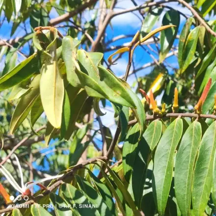 Foto de Pimenta-de-macaco