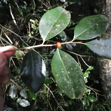 Foto de Pimenteira