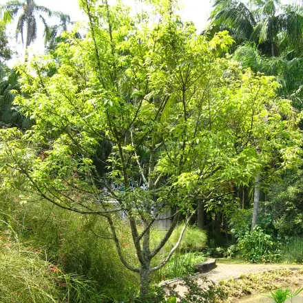 Foto de Pindaíba