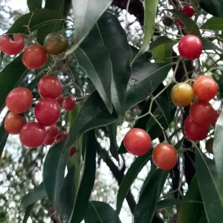 Foto de Porangaba