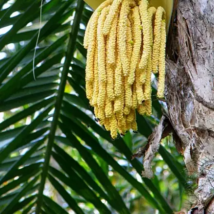 Foto de Pupunha