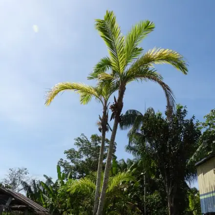 Foto de Pupunha
