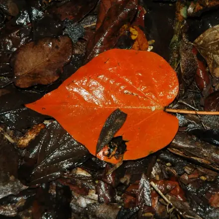 Foto de Sangra-d'água