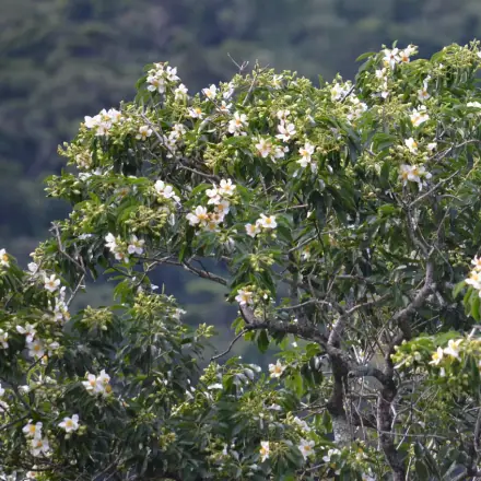 Foto de Santa-rita