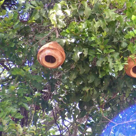 Foto de Sapucaia