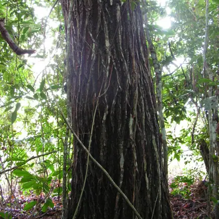 Foto de Sapucaia
