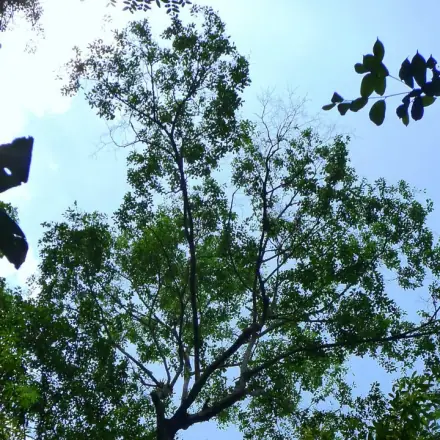 Foto de Sapucaia