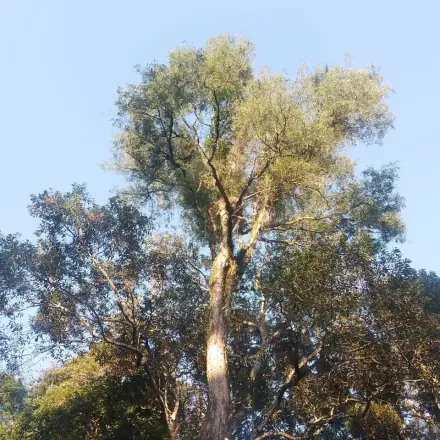 Foto de Sapuva