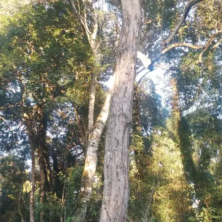 Foto de Sapuva