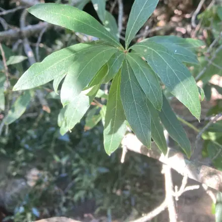 Foto de Sarandi