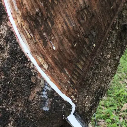 Foto de Seringueira