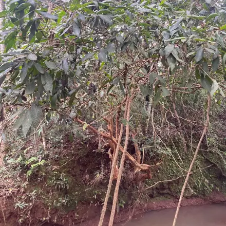 Foto de Sete-capotes