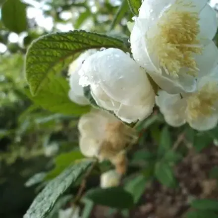 Foto de Sete-capotes