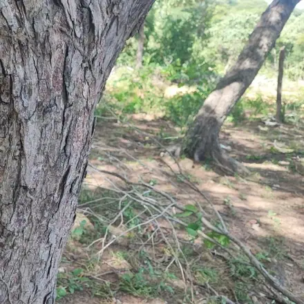 Foto de Sibipiruna