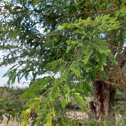 Foto de Sucará