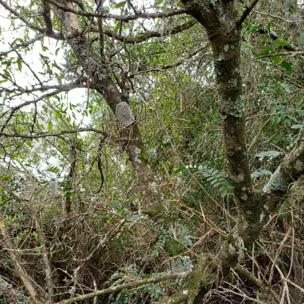 Foto de Sucará