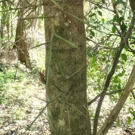 Foto de Sucará