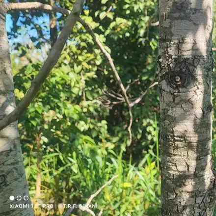 Foto de Sucupira