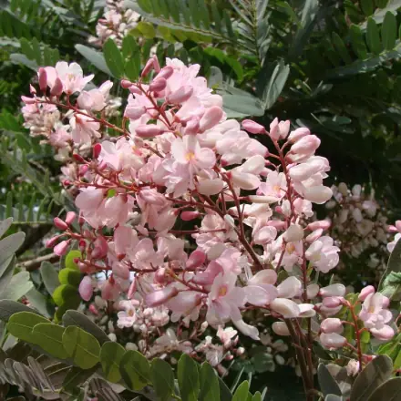 Foto de Sucupira-branca