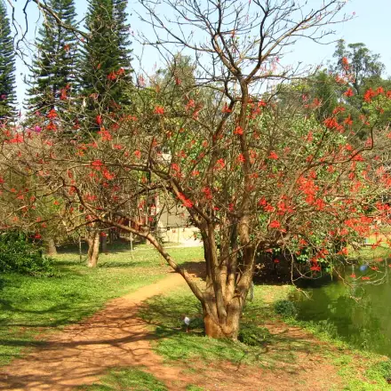 Foto de Suinã