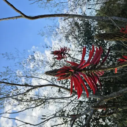 Foto de Suinã