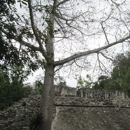 Foto de Sumaúma