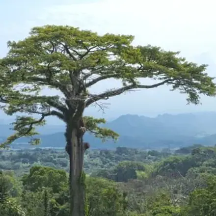 Foto de Sumaúma