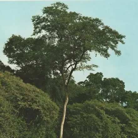 Foto de Taiúva