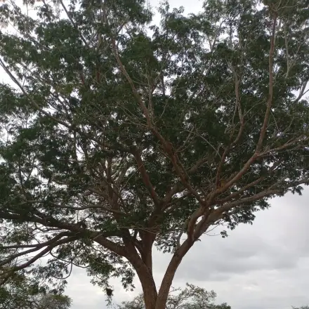 Foto de Tamboril
