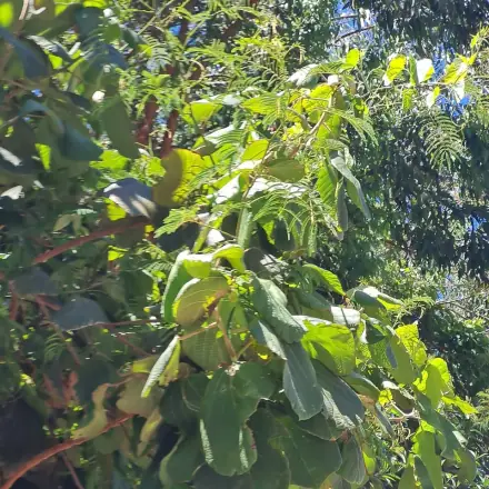 Foto de Tapiá-açu