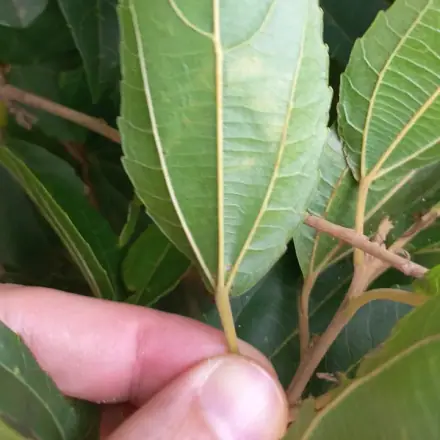Foto de Tapiá