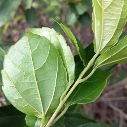 Foto de Tapiá