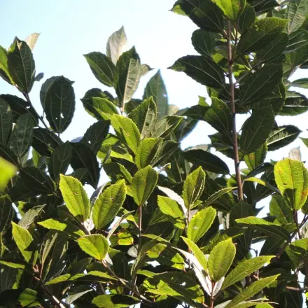 Foto de Tapiá