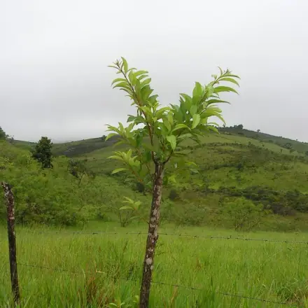 Foto de Tarumã-branco