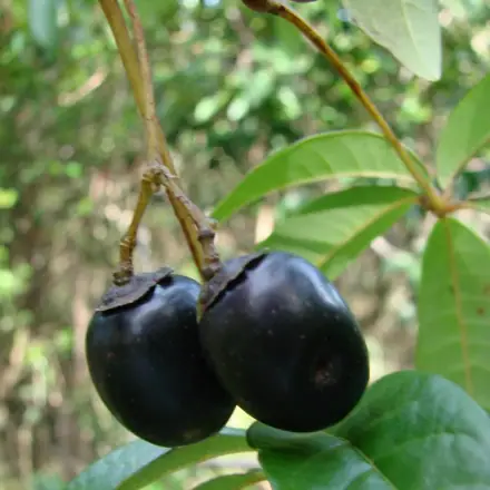 Foto de Tarumã
