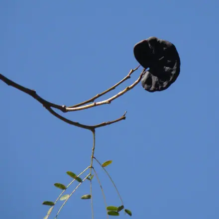Foto de Timbaúva