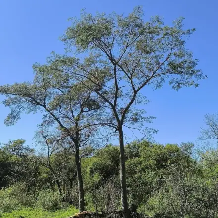 Foto de Timbaúva